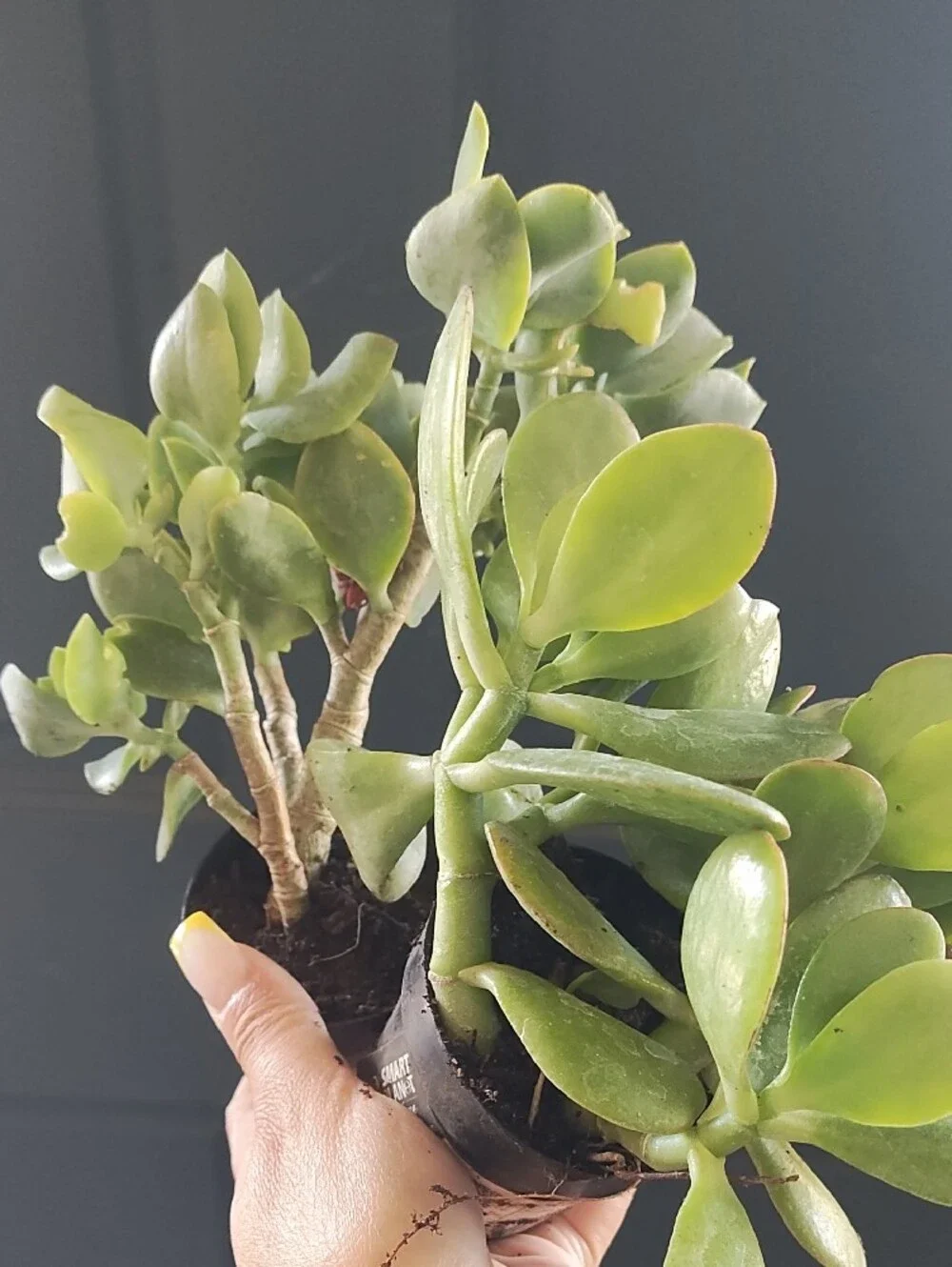 Jade CRASDULA BUNDLE Plant